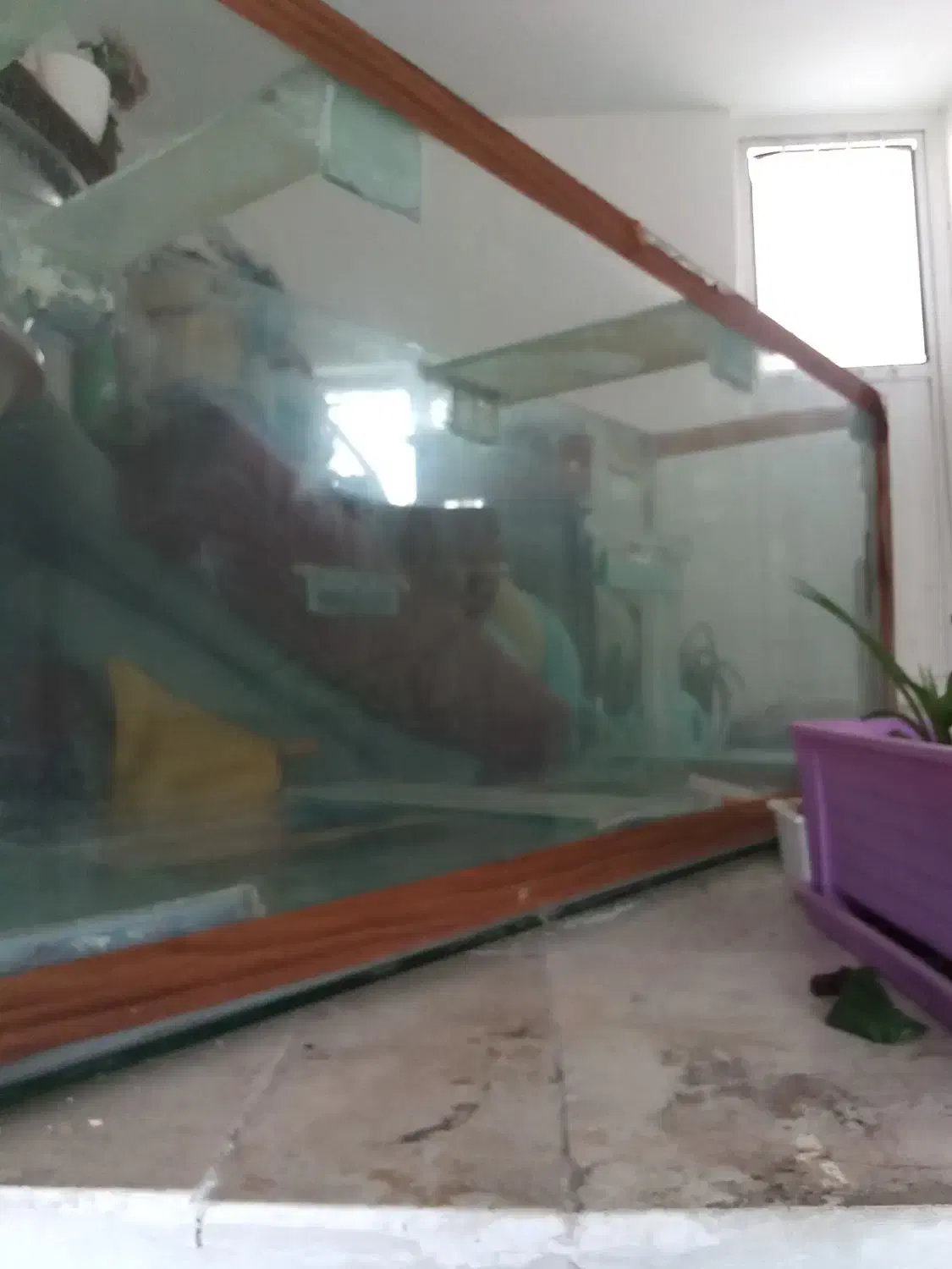 آکواریوم ضخیم ده میل اندازه 156 در 67 سانت|ماهی|تهران, گلستان (شهرک راه آهن)|دیوار