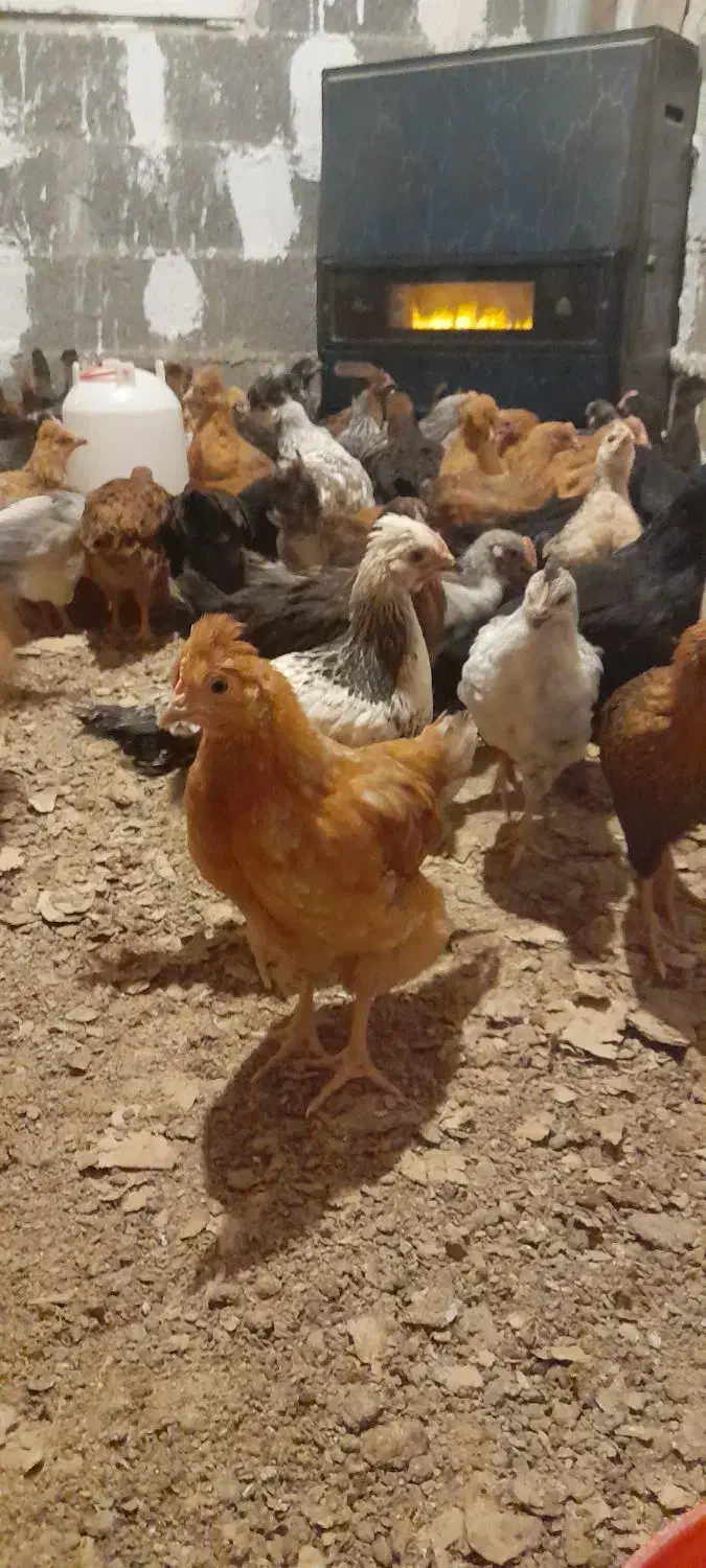 خروس جوان ۳ماهه|حیوانات مزرعه|طاهرگوراب, |دیوار