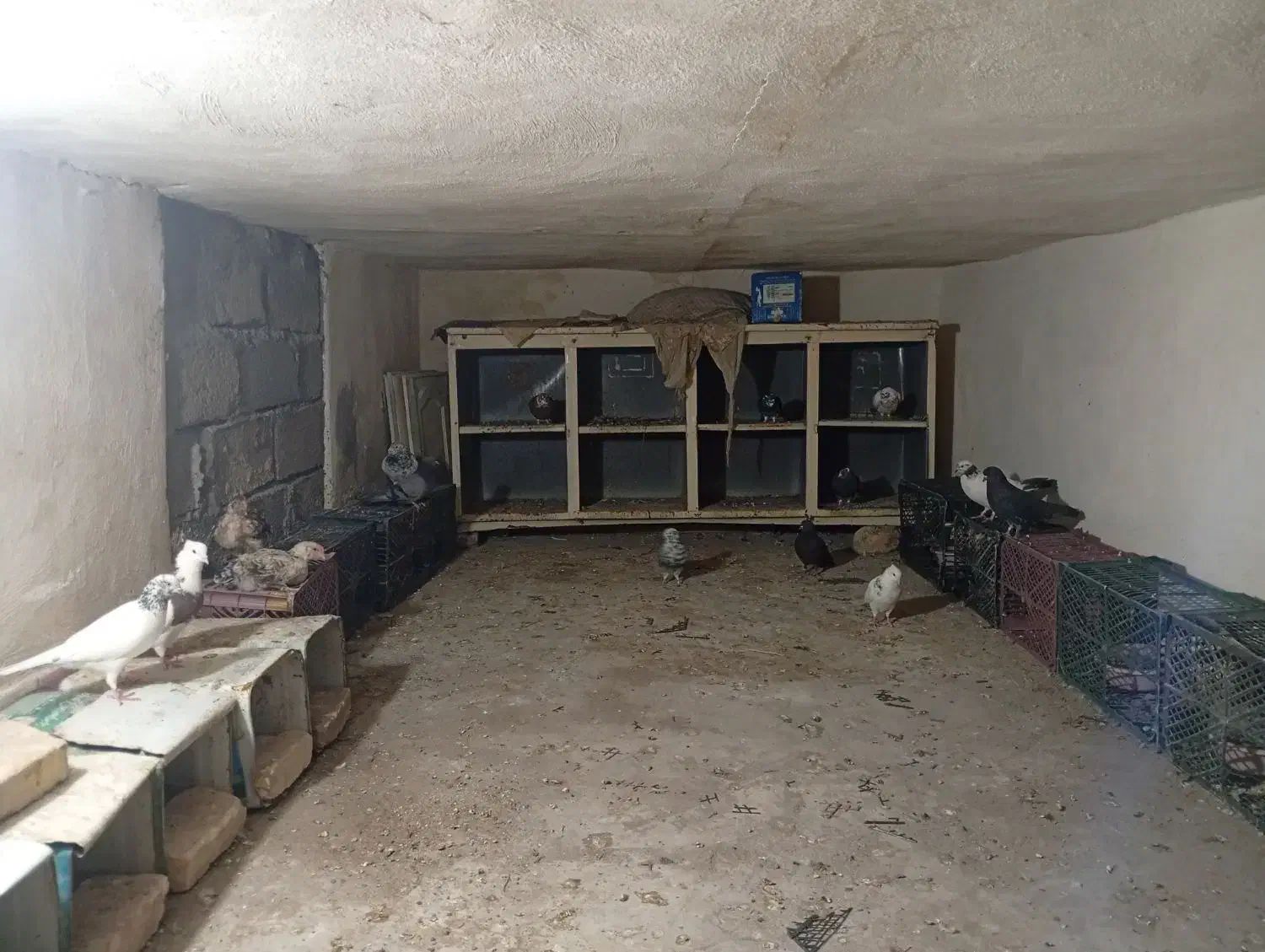 کبوتر|پرنده|سیرجان, |دیوار