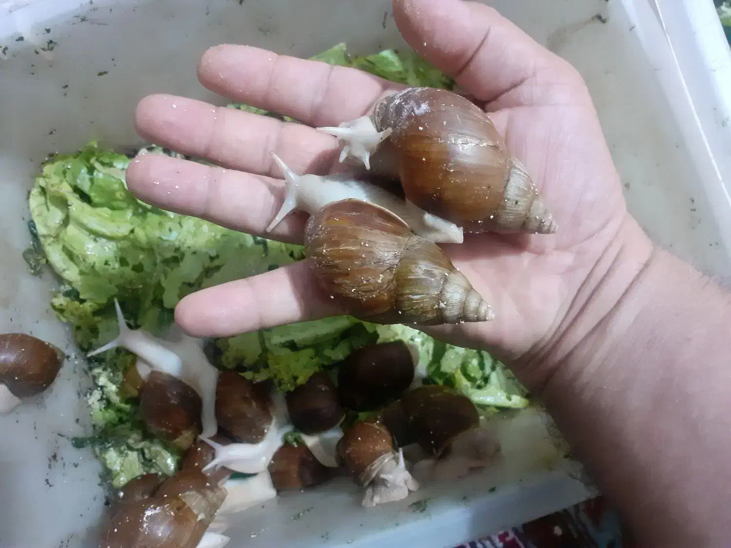 حلزونهای افریقایی آچاتینا مولد و پیش مولد|خزنده|کرج, پیشاهنگی|دیوار