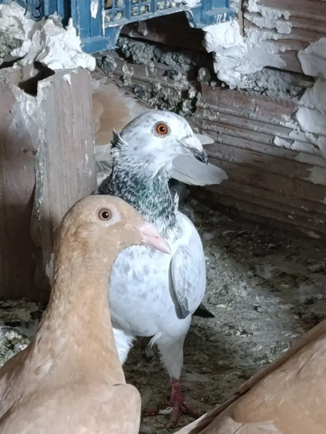 چندتاکبوتردرجه یک|پرنده|گنبد کاووس, |دیوار