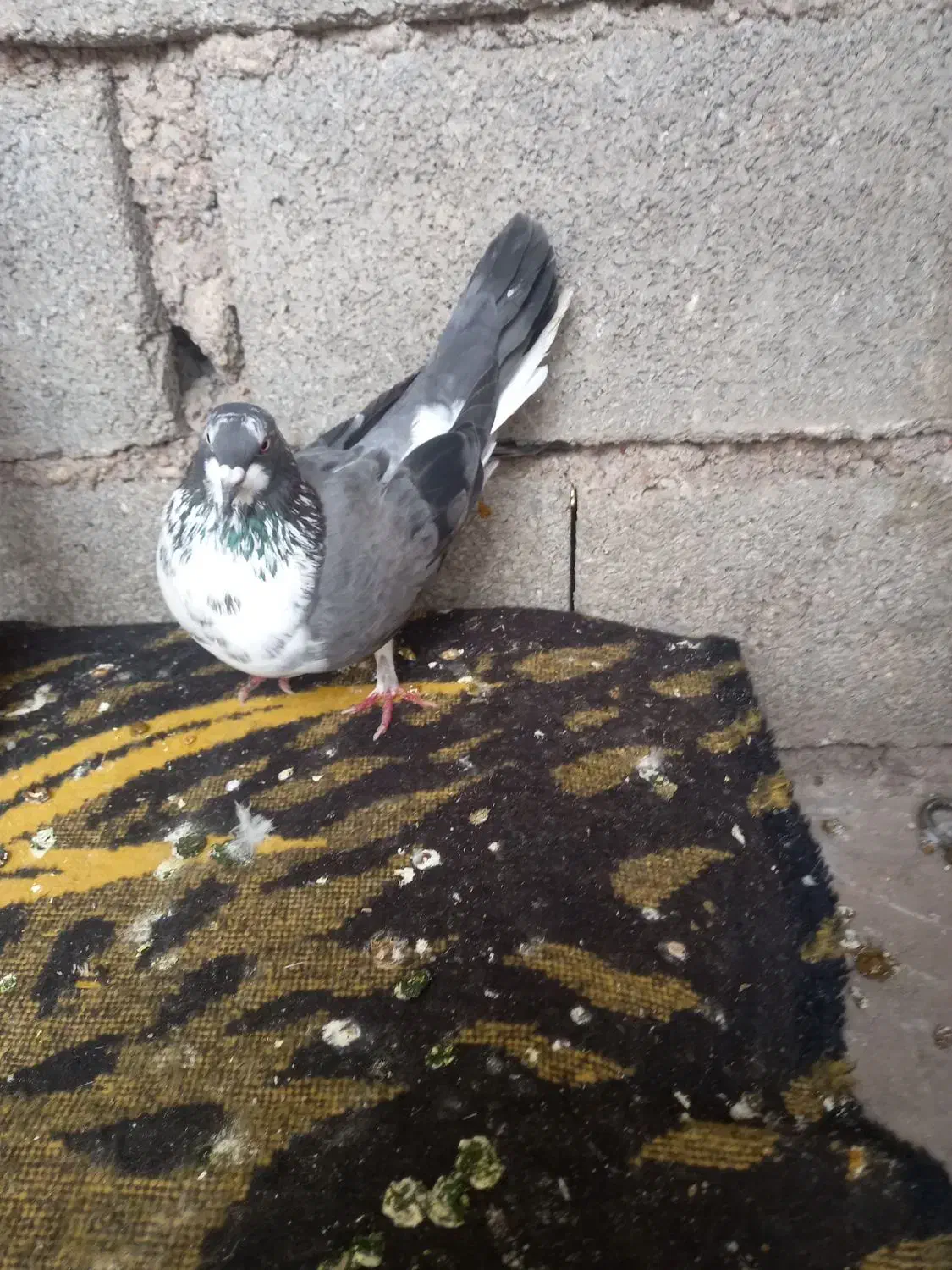 کبوتر|حیوانات|مسجد سلیمان, |دیوار