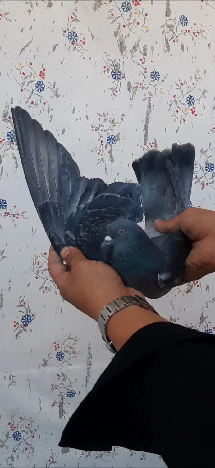 کفتر پررشی|پرنده|ایوان, |دیوار