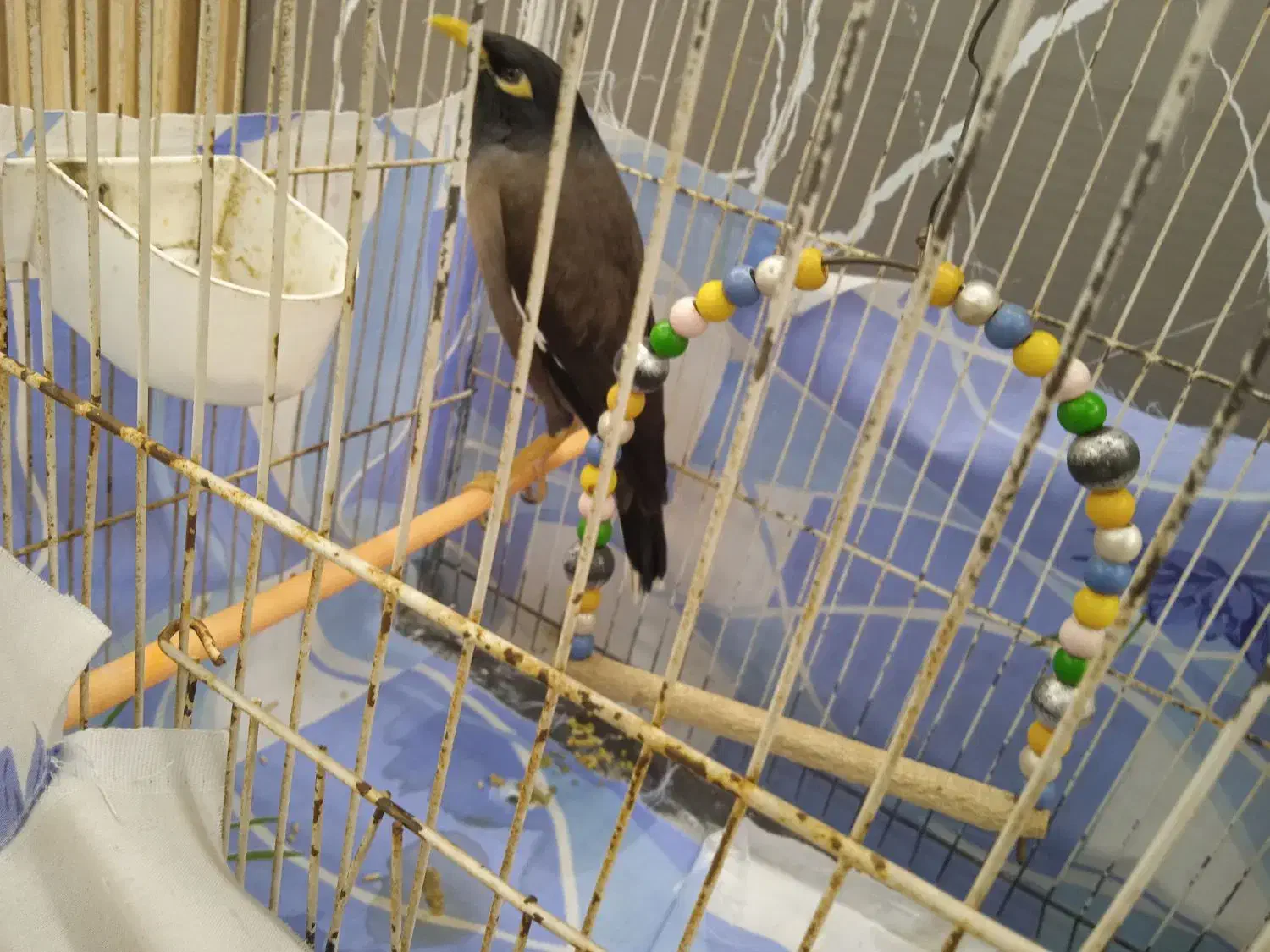 مینا سخنگو جوان ۱۵۰۰۰۰۰تومان|پرنده|مشهد, کوشش|دیوار