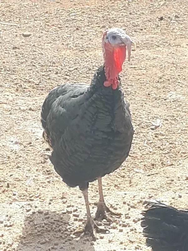 بوقلمون تعداد ۱۸ عدد|حیوانات مزرعه|تربت‌حیدریه, بازار|دیوار