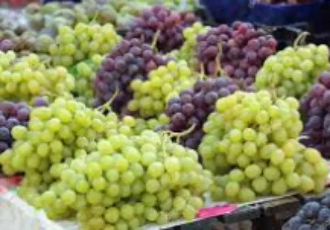 آبگیری انگور و انار  با دستگاه مخصوص|خدمات پیشه و مهارت|کرمانشاه, |دیوار