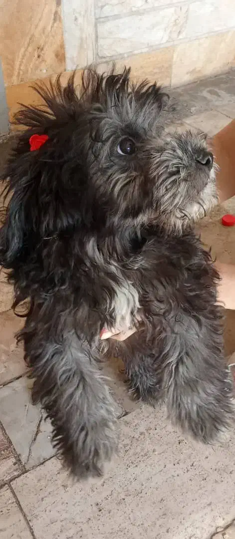 شیتزو تیلر|سگ|ورامین, ورامین|دیوار