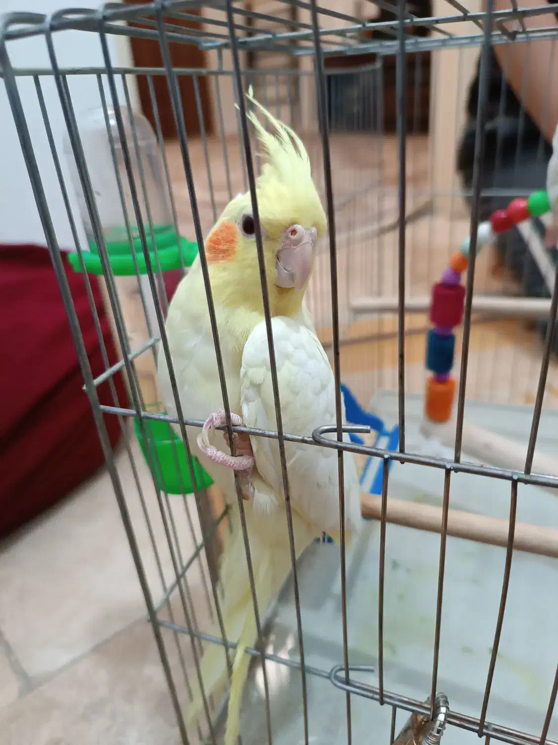 عروس هلندی نر لوتیتو ۷ماهه|پرنده|قم, شاه ابراهیم|دیوار