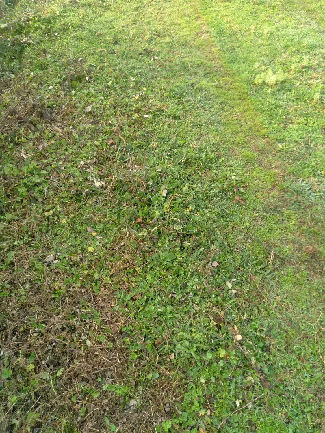 علف زنی بادستگاه علف های هرز|خدمات باغبانی و درختکاری|شفت, |دیوار