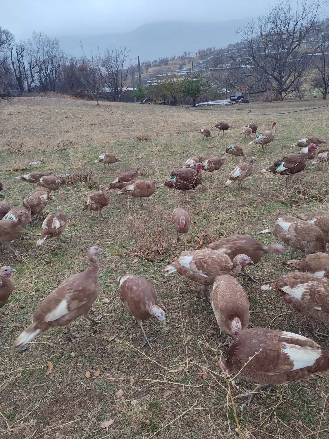 بوقلمون بوربون محلی|حیوانات مزرعه|بانه, |دیوار