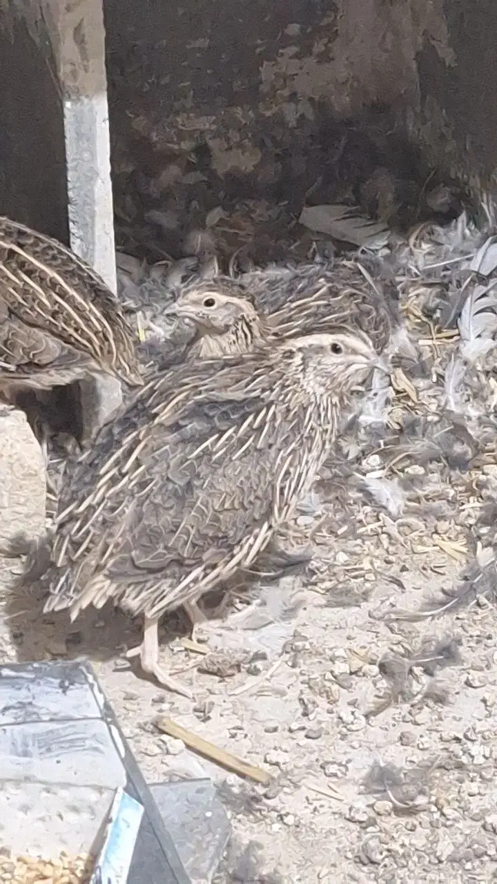 کبوتر ۱۰ عدد بلدچین|پرنده|تربت‌حیدریه, شهید قرنی|دیوار