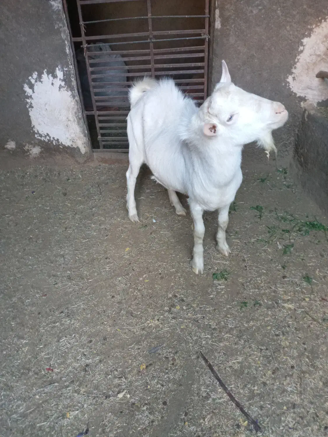 بز سانن اصل چاووش|حیوانات مزرعه|گناباد, |دیوار