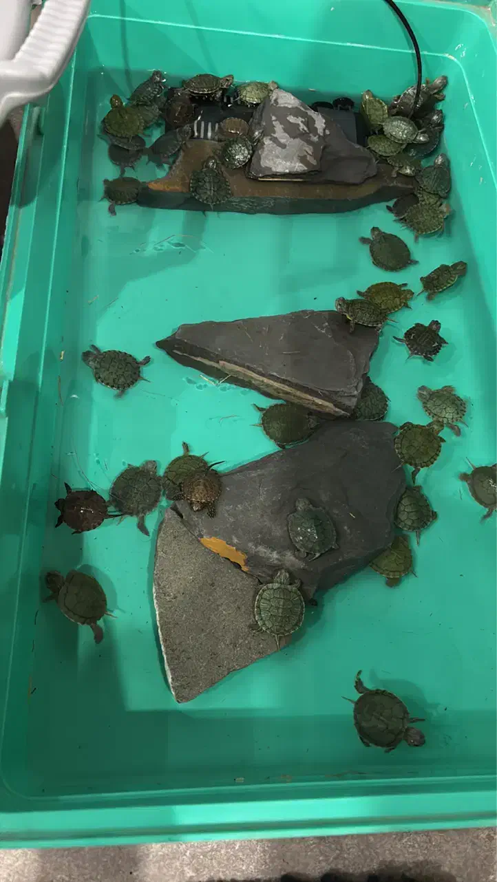 لاکی قشنگ|مجسمه، تندیس، ماکت|جم, |دیوار