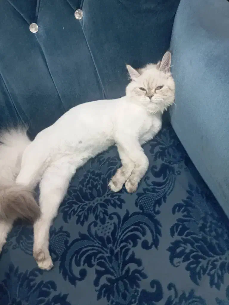 گم شده|گربه|قشم, |دیوار