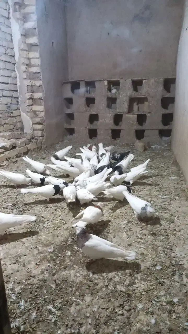 کبوتر طوقی|پرنده|کنگاور, |دیوار