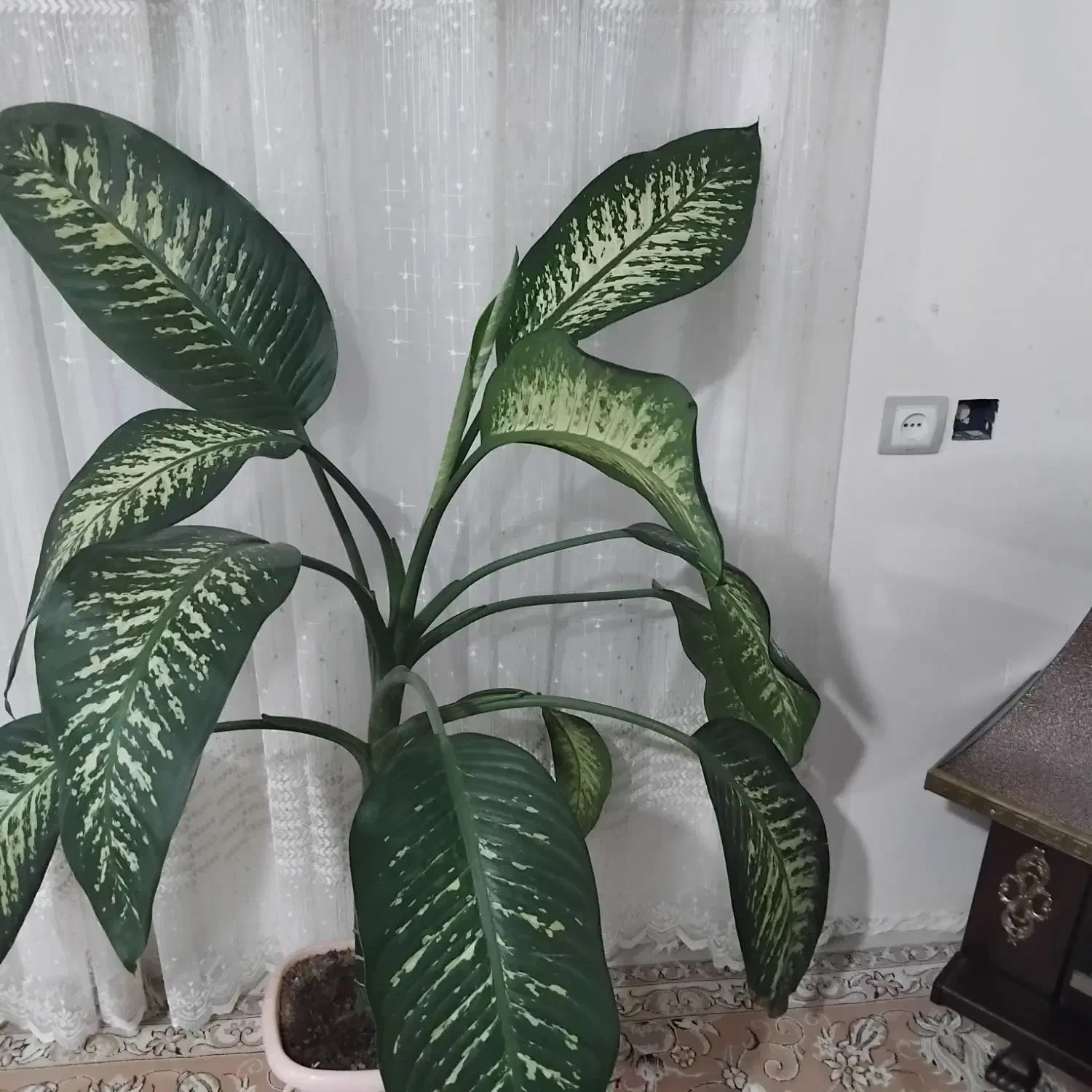 گل های زیبا|گل و گیاه طبیعی|سنقر, |دیوار