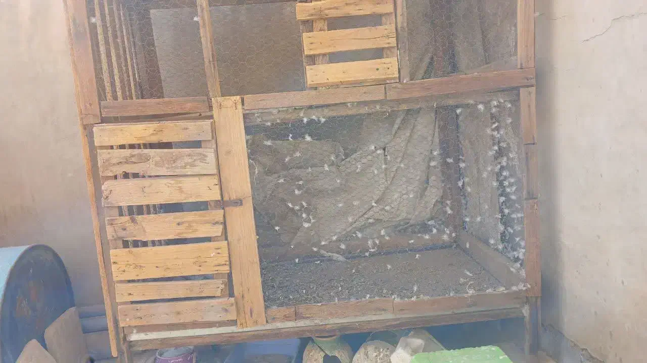 قفس|لوازم جانبی حیوانات|زارچ, |دیوار