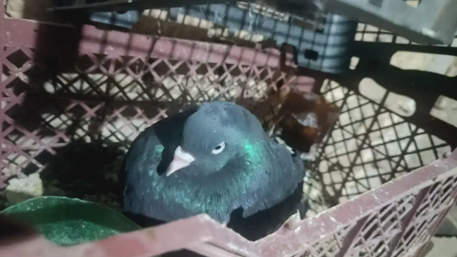 کبوتر|پرنده|یزد, |دیوار