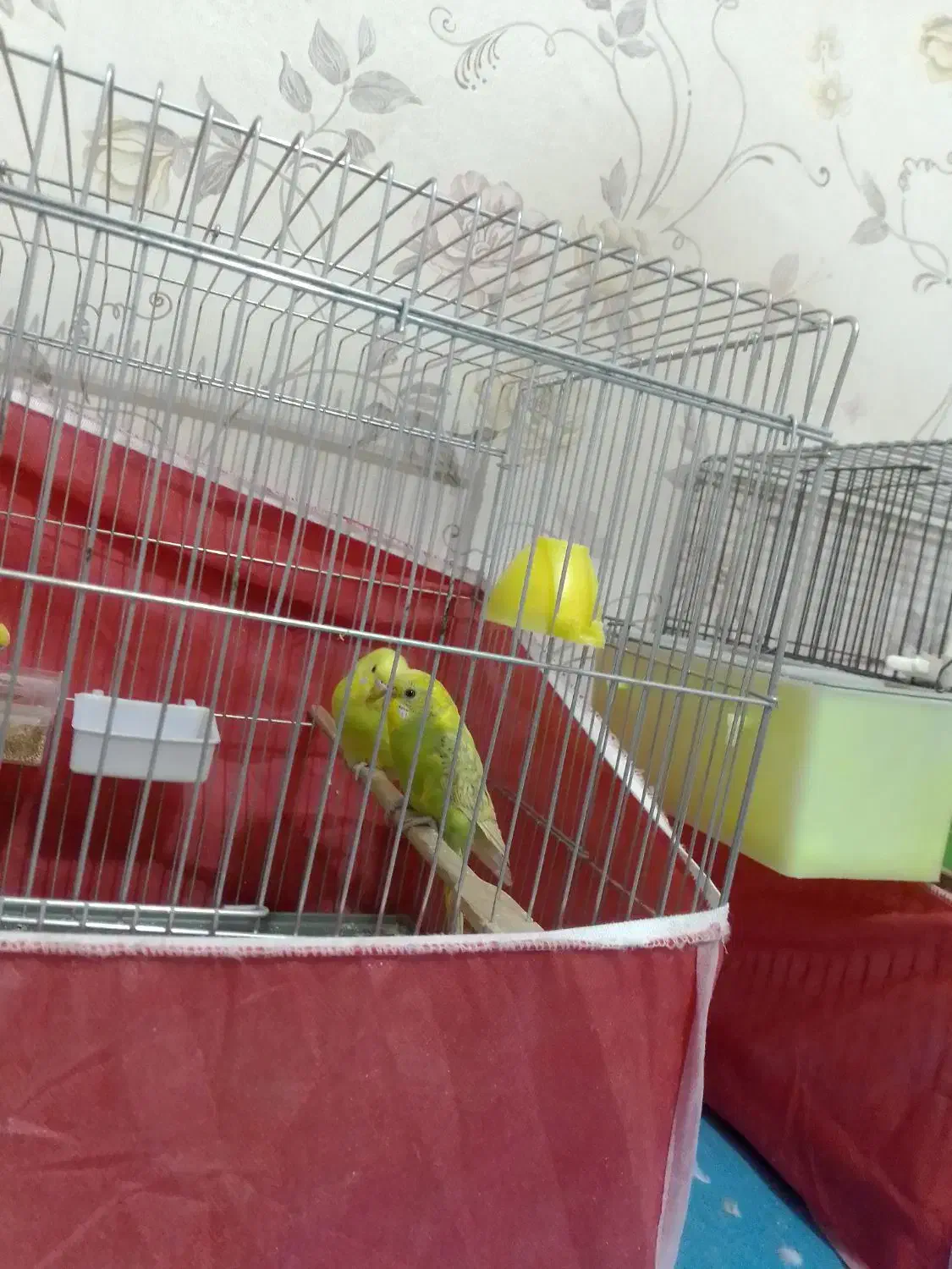 مرغ عشق ریمبو یا اسپانگل|پرنده|زرقان, |دیوار