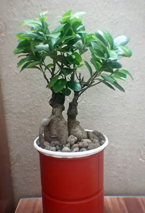 گل گیاه اپارتمانی بنسای دو عدد|گل و گیاه طبیعی|تهران, سجاد|دیوار