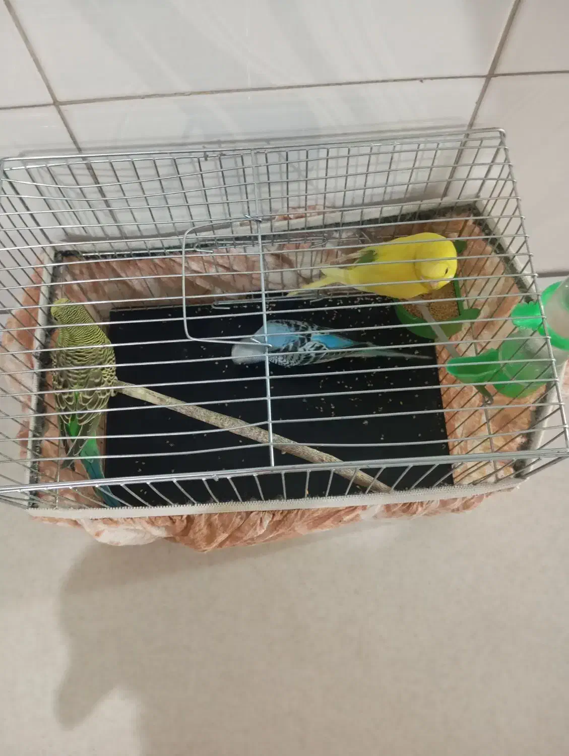 مرغ عشق|پرنده|تهران, نعمت‌آباد|دیوار