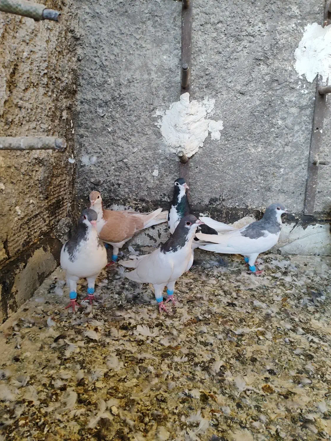 کبوتر شهری جوان پرشی|پرنده|شیراز, شیخ علی چوپان|دیوار