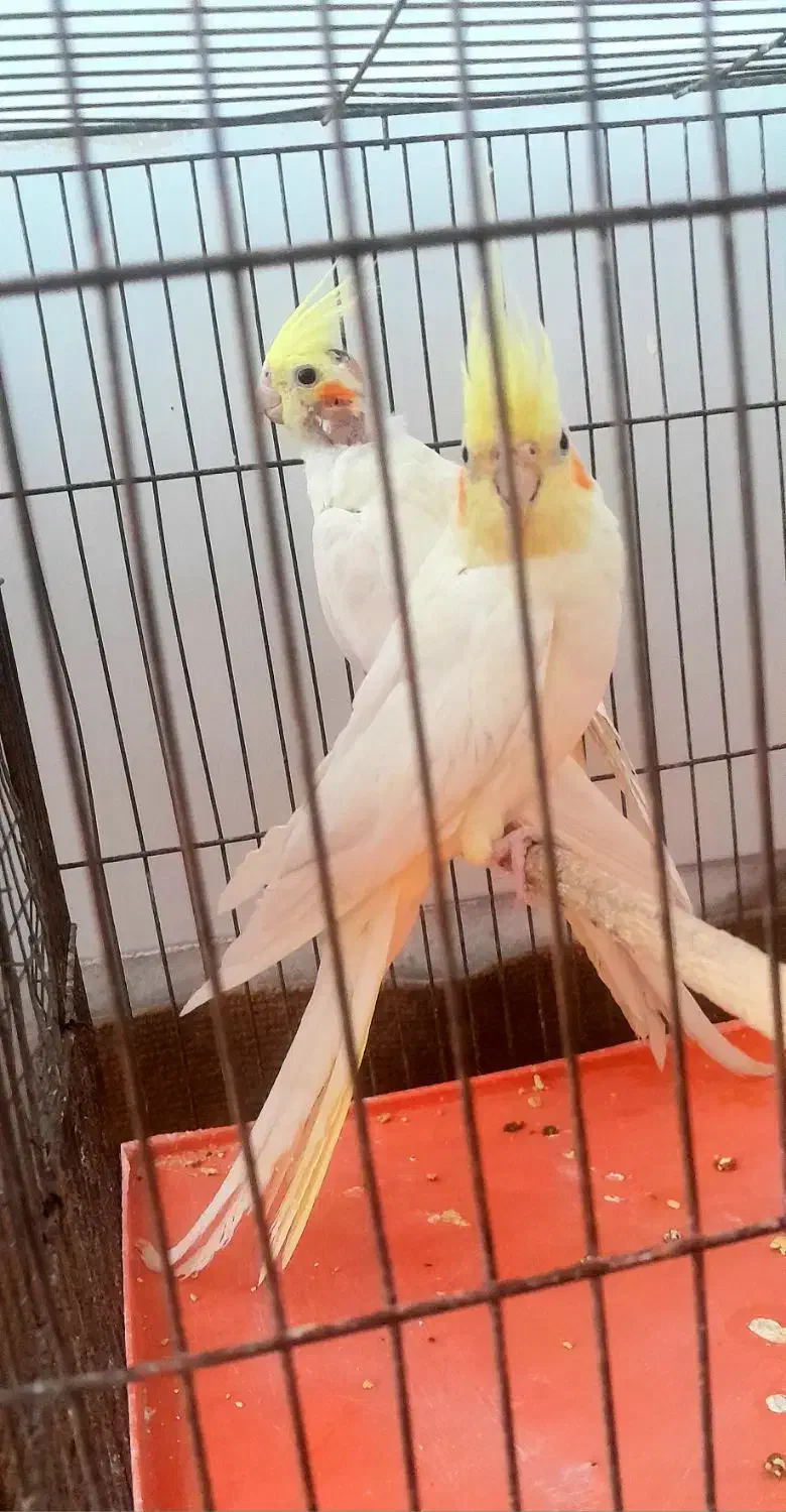 تعدادی عروس هلندی جفت مولد لوتینو و سینامون|پرنده|حبیب آباد, |دیوار