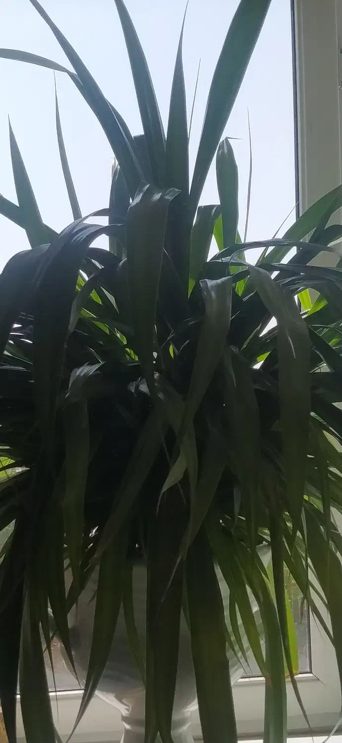 گلدان بزرگ تزیینی|گل و گیاه طبیعی|سمنان, |دیوار