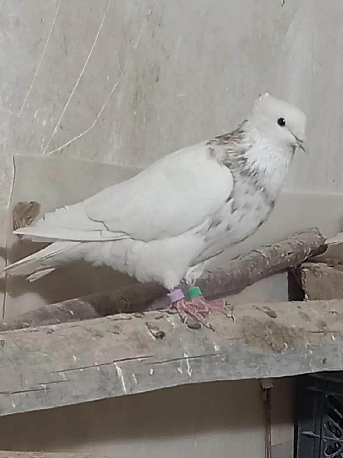 حراج انواع کفترطوقی|پرنده|هرسین, |دیوار