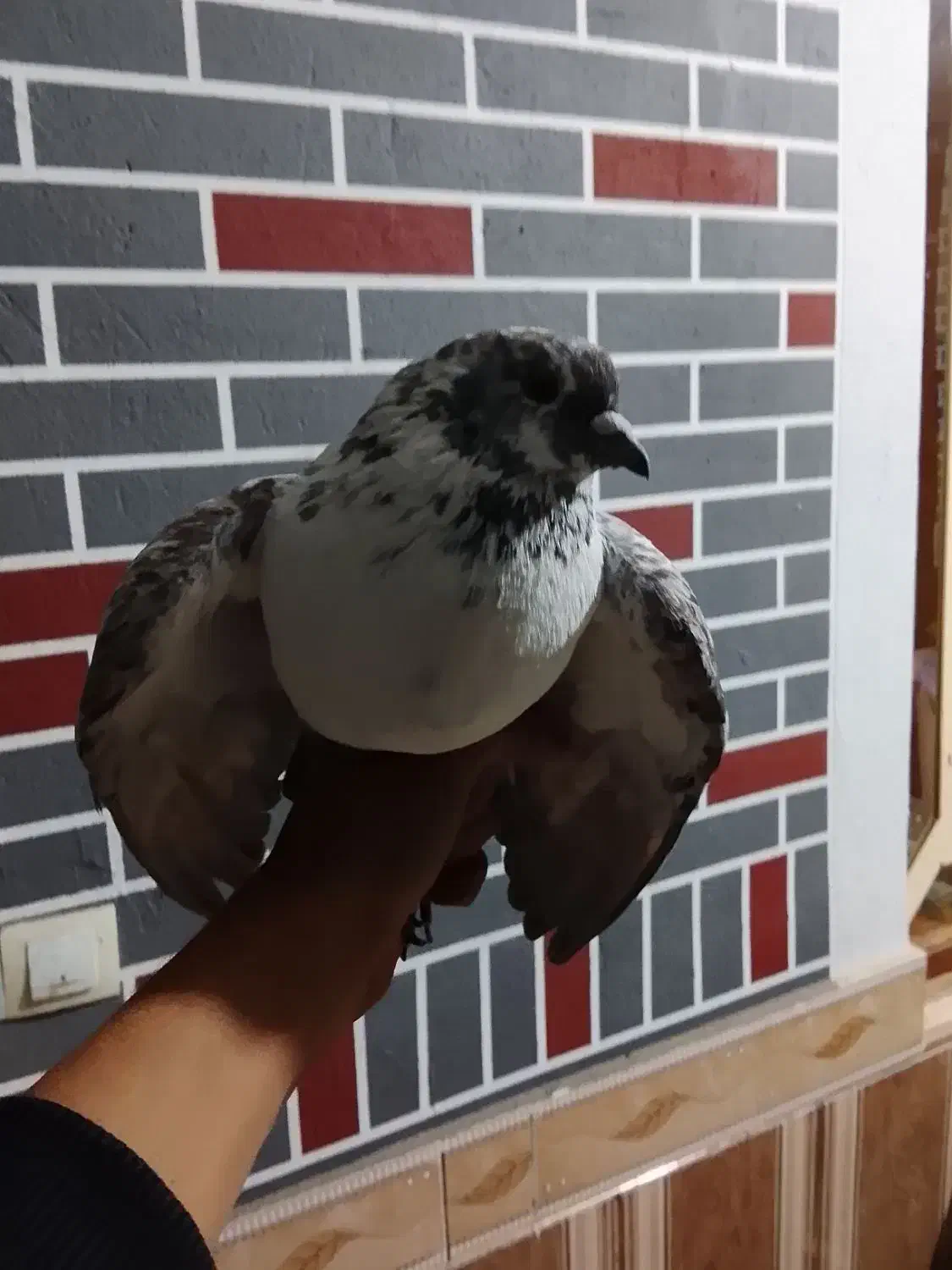 کفتر پرشی و پلاک جفت|پرنده|سیسخت, |دیوار