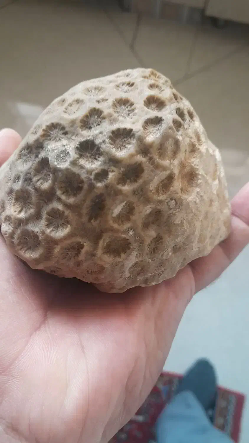 فسیل جانوری|کلکسیون و سرگرمی|نقده, |دیوار