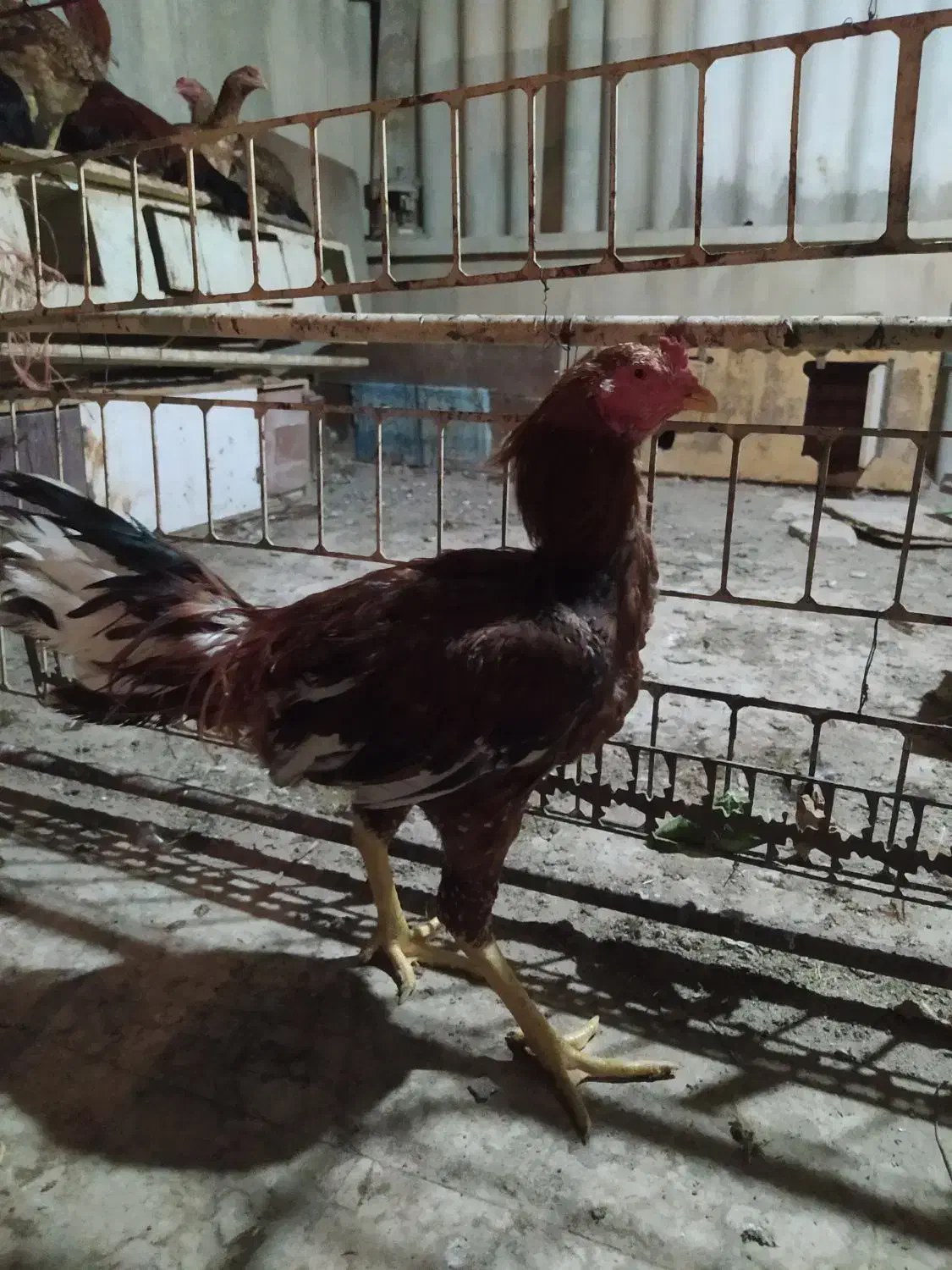 خروس لاری|حیوانات مزرعه|اصفهان, خرم|دیوار