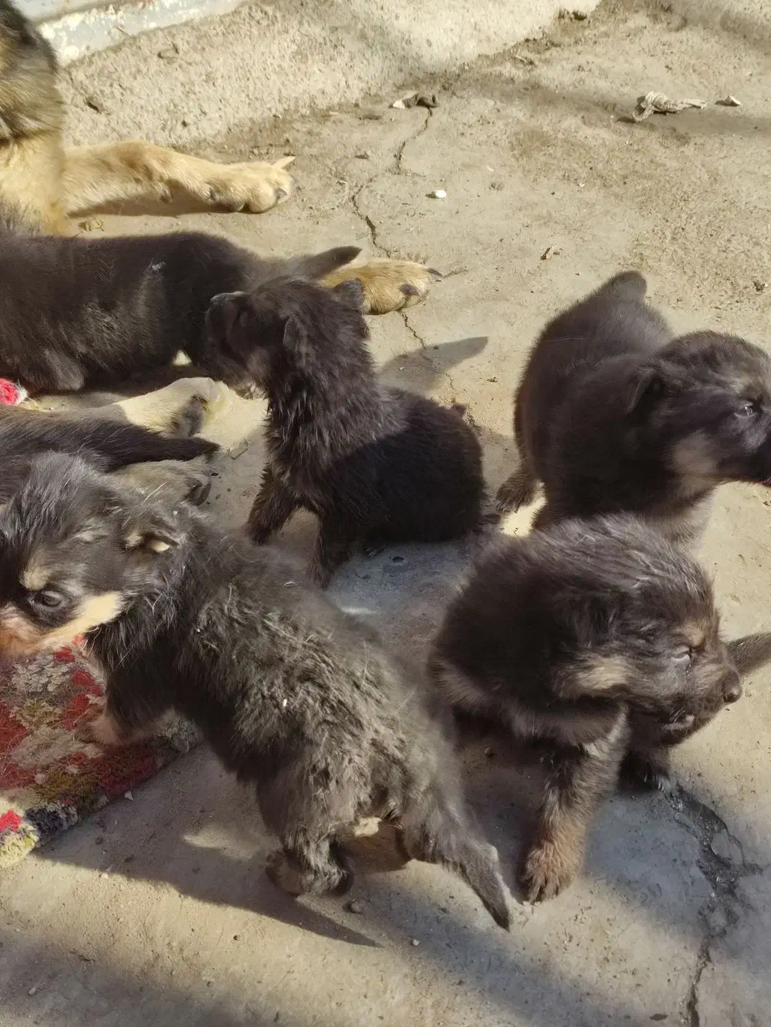 واگذاری توله ژرمن|سگ|رباطکریم, رباطکریم|دیوار