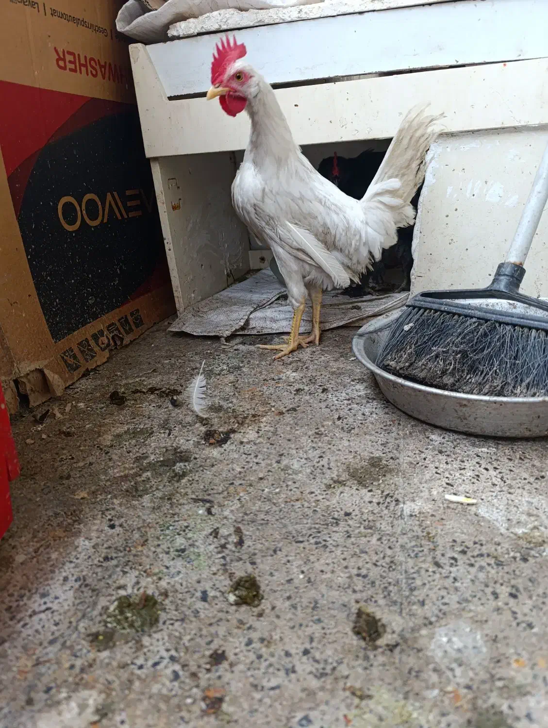 خروس|حیوانات مزرعه|مشهد, زمرد|دیوار