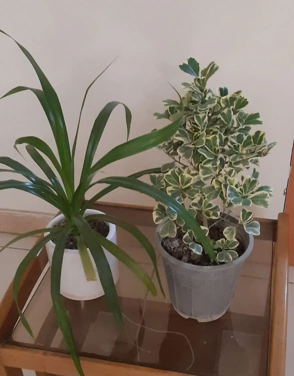 گل های طبیعی|گل و گیاه طبیعی|تهران, حشمتیه|دیوار