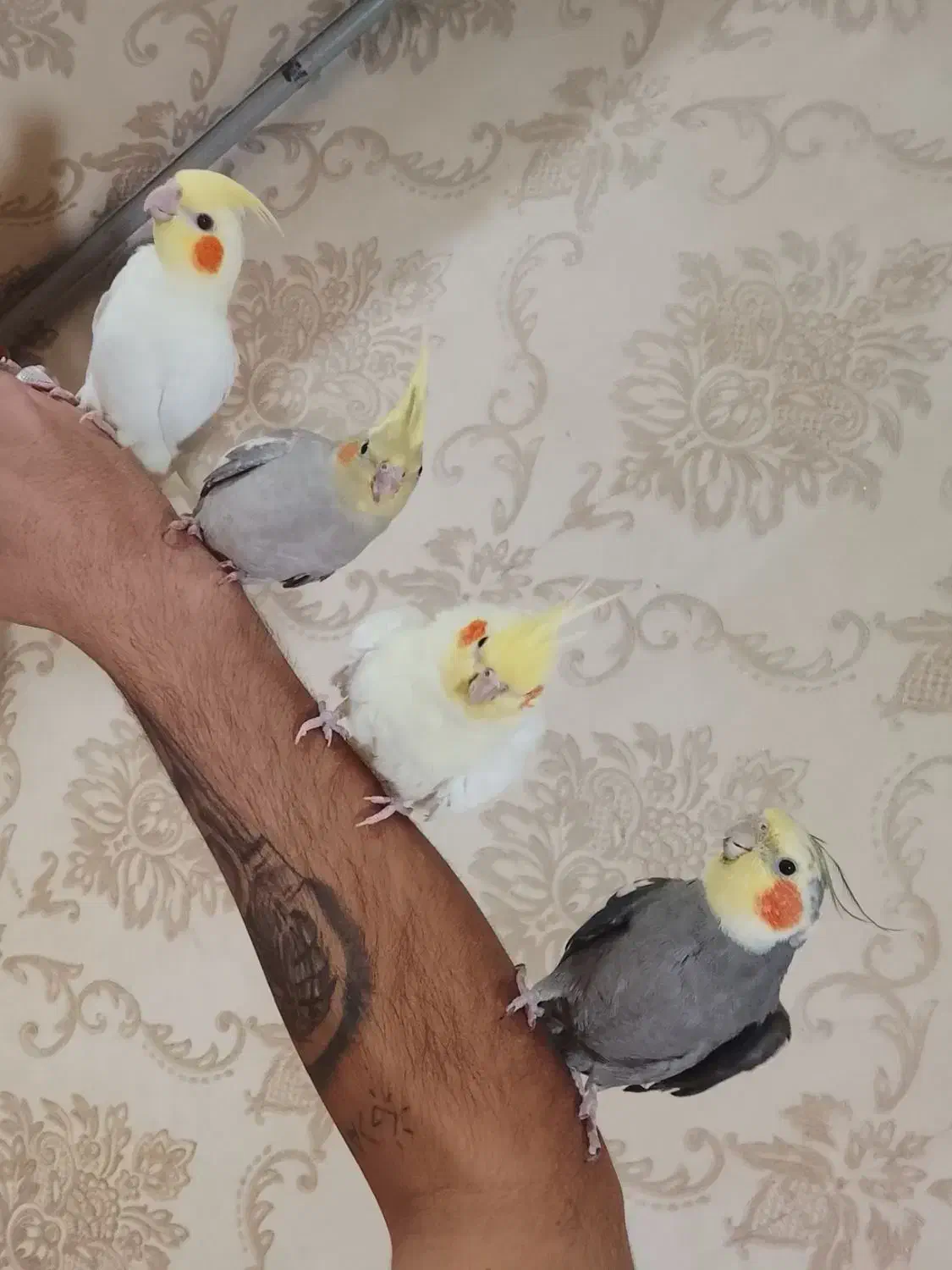 عروس هلندی|پرنده|فردیس, شهرک ۱۱۰|دیوار