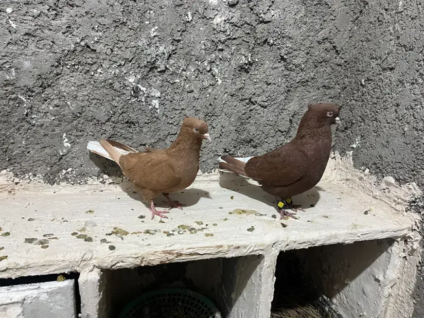 جفت دم سفید|پرنده|فسا, |دیوار