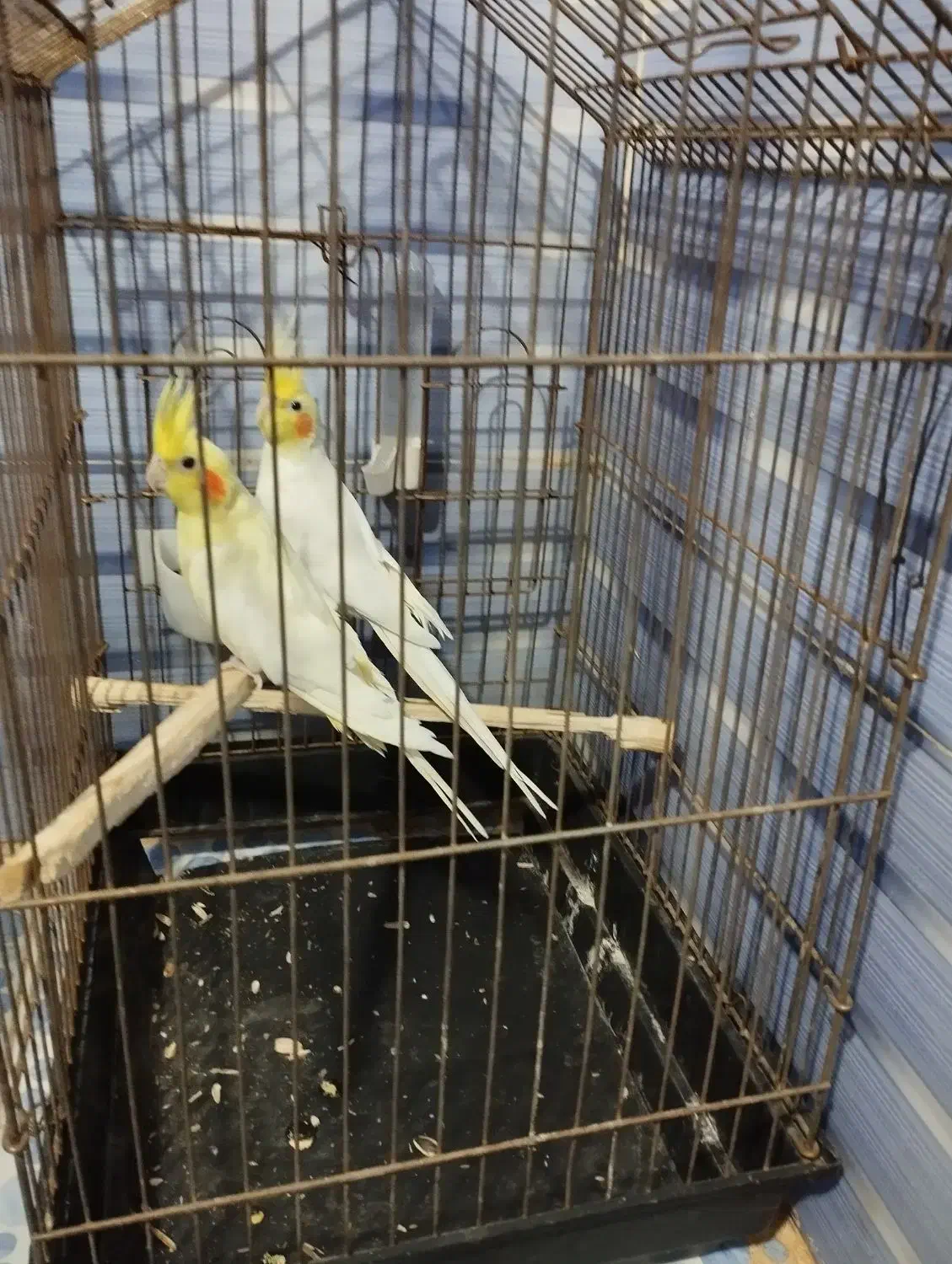 سه عدد لوتینو معاوضه با جفت لوتینو کار داده|پرنده|بشاریات, |دیوار