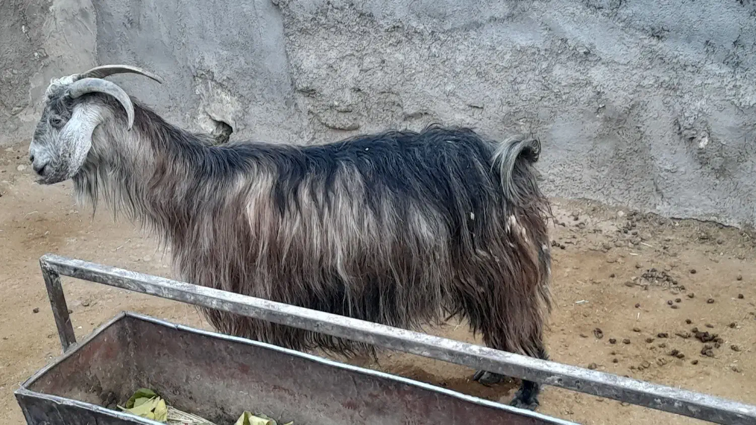 بز چاق|حیوانات مزرعه|سمنان, |دیوار