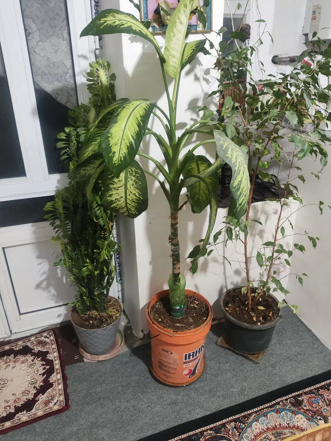 گل خانگی تمیز|گل و گیاه طبیعی|سردشت, |دیوار