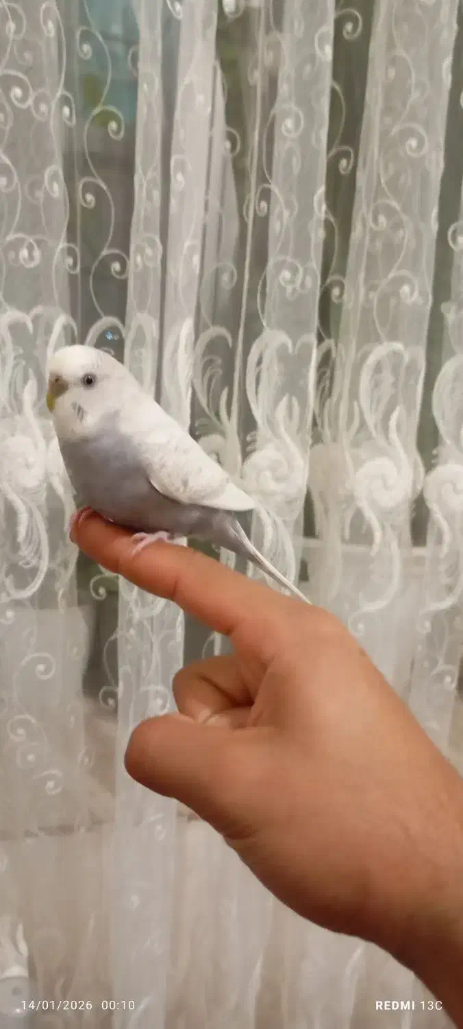 مرغ عشق اهلی|پرنده|جلفا, |دیوار