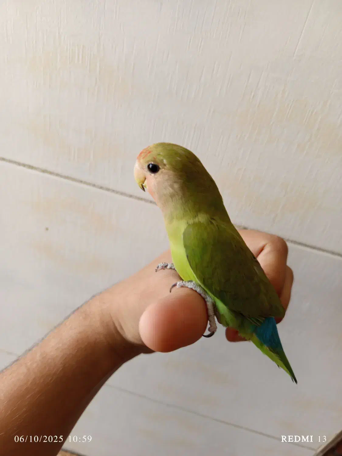 کوتوله برزیلی|پرنده|شیراز, کوزه گری|دیوار