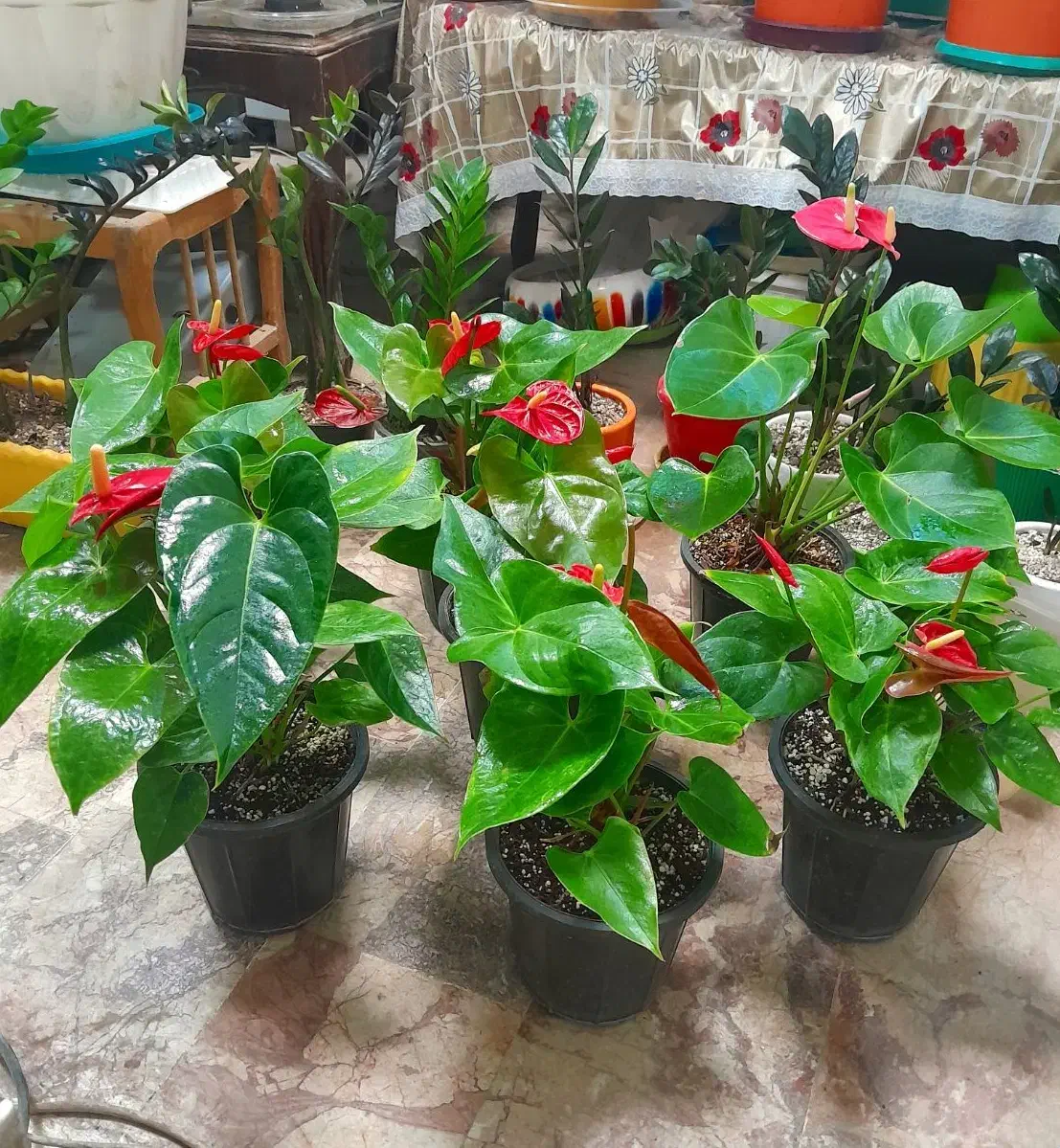 گل آنتریوم|گل و گیاه طبیعی|کرمانشاه, |دیوار