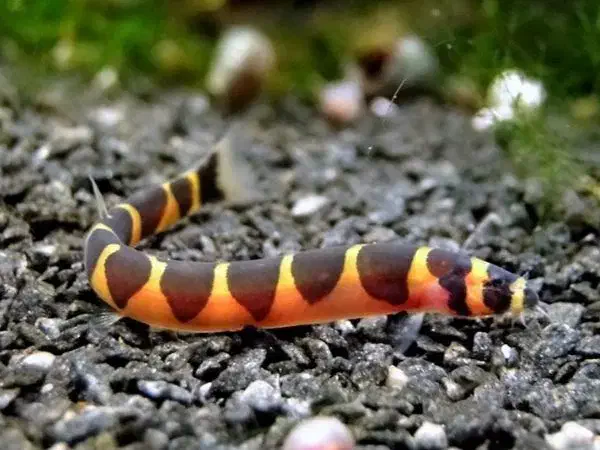 لوچ نواری|ماهی|کرمانشاه, |دیوار