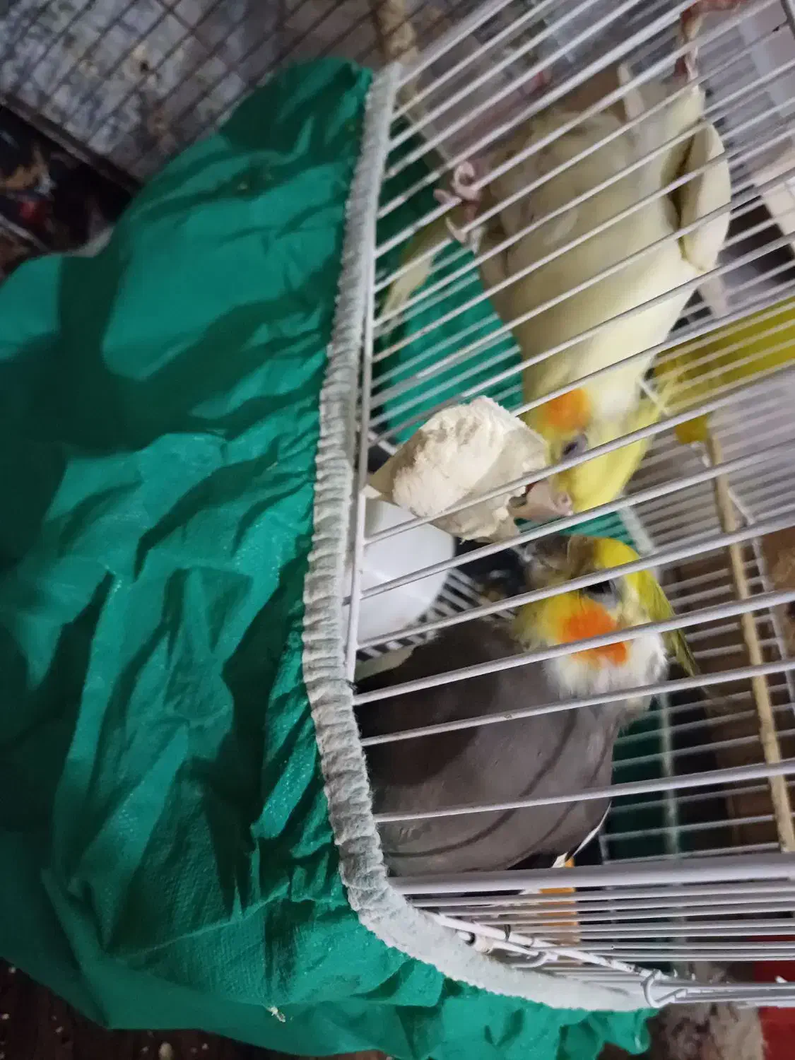 جفت عروس هلندی مولد|پرنده|سرخنکلاته, |دیوار