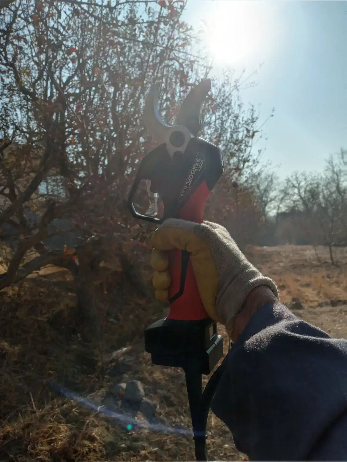 هرس کاری تک درخت|خدمات باغبانی و درختکاری|تبریز, |دیوار