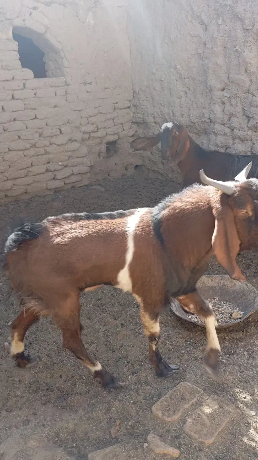 تروشت|حیوانات مزرعه|سراوان, |دیوار