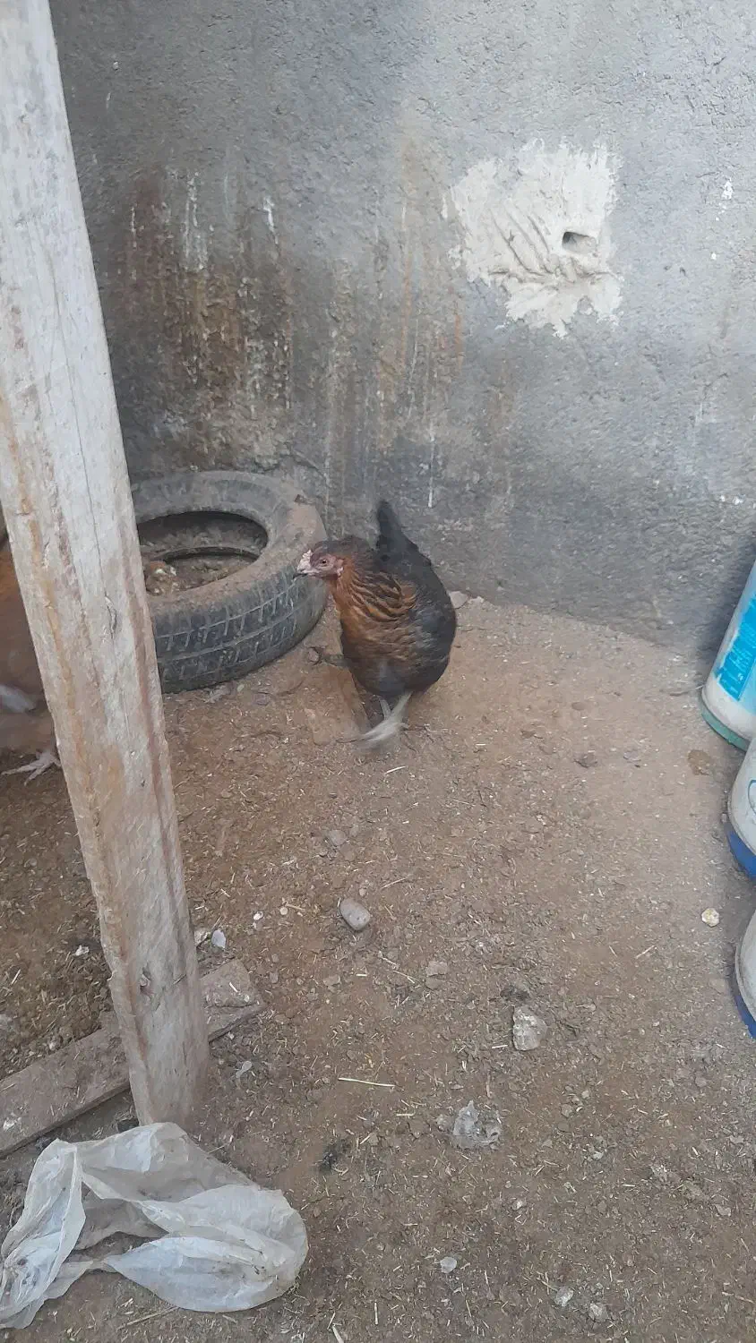 مرغ لاری،|حیوانات مزرعه|تایباد, |دیوار