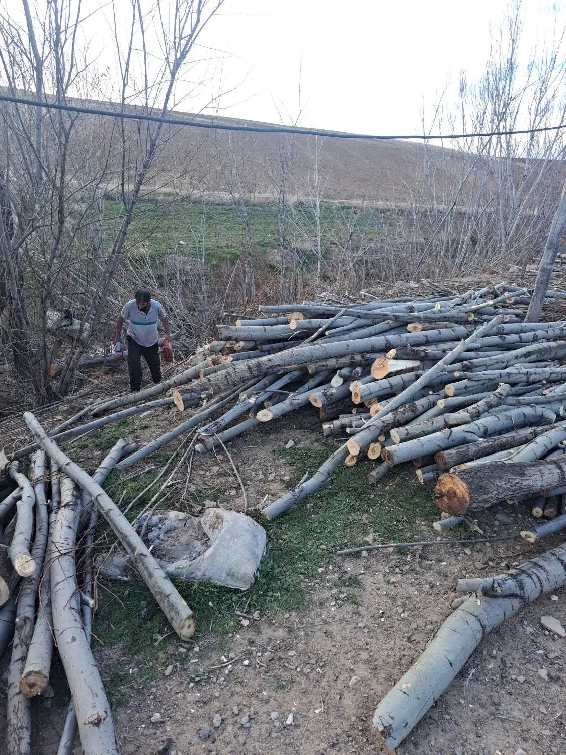 خرید چوب ودرخت|خدمات باغبانی و درختکاری|خرم‌آباد, |دیوار