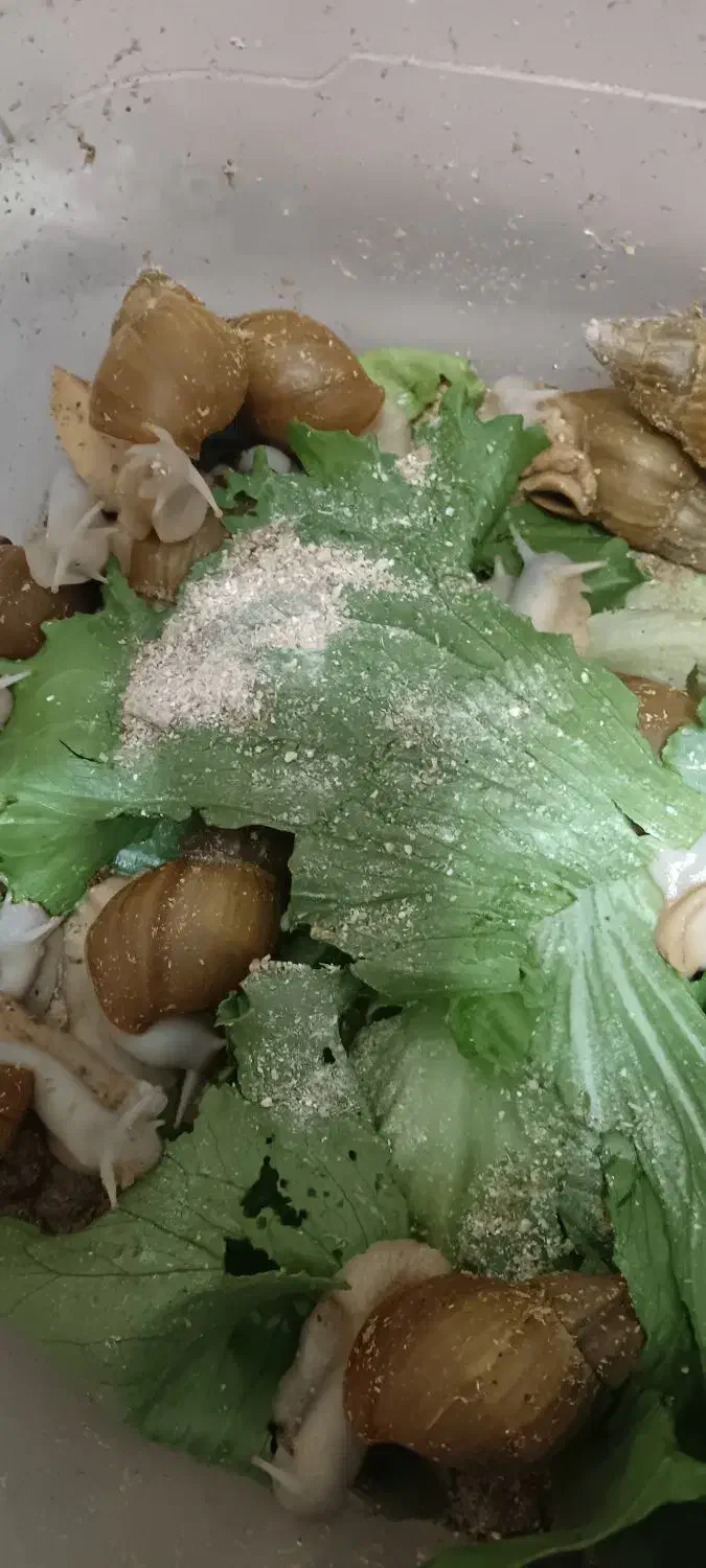 فروش خاویار تازه و به روز و خاک درجه یک|خزنده|نجفآباد, شریعتی|دیوار